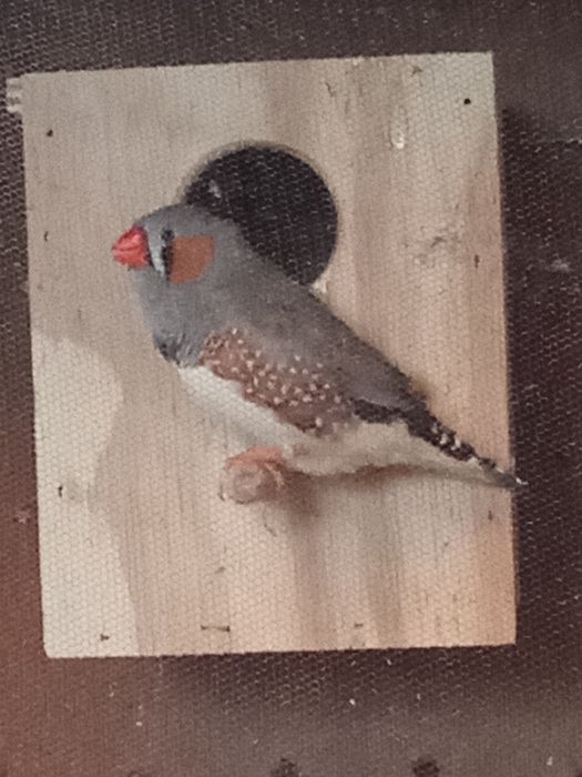 Mandarins de porte grande