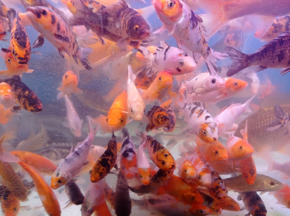 Narybek karpia koi.karasia. złota rybka.oczko wodne