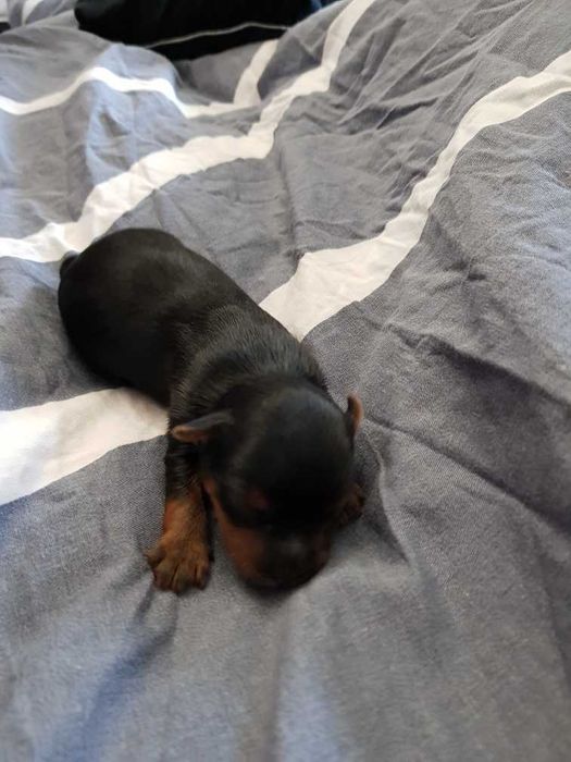 York czarno złoty piesek