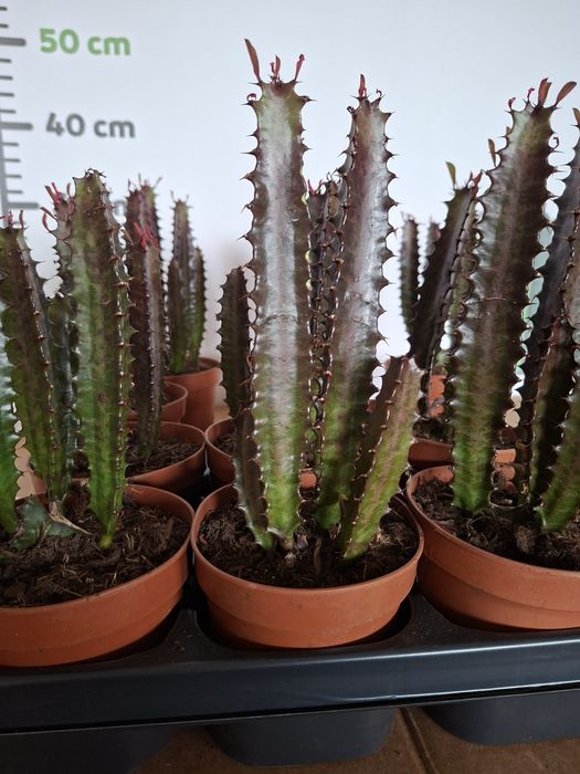 Euphorbia trigona rubra WYSYŁKA