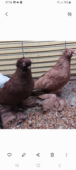 Wywrotki Para. Samniec czerwony samica żółta