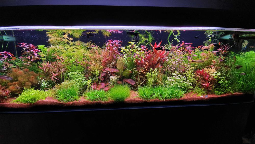 Rośliny akwariowe 16 gatunków - ponad 40szt