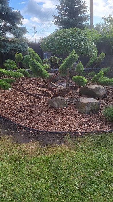 Обрізка фруктових та інших дерев на весну, обрискування санітарне.