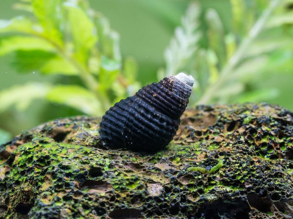 Caracois para Aquario Tylomelania sp Mini Carbo