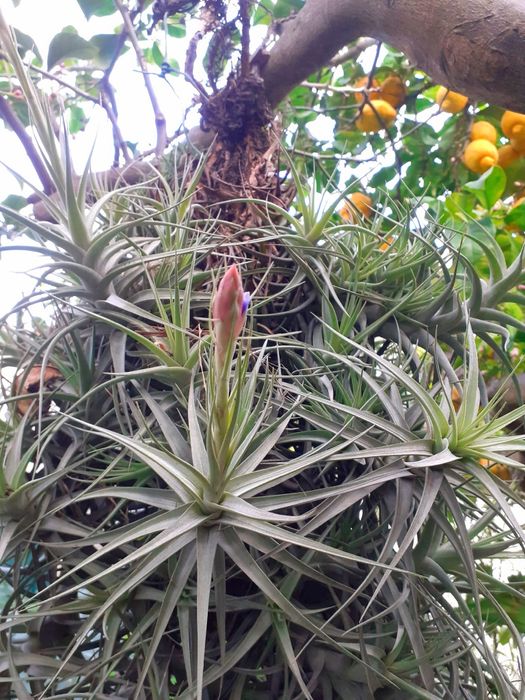 Rebento de Tilandsia