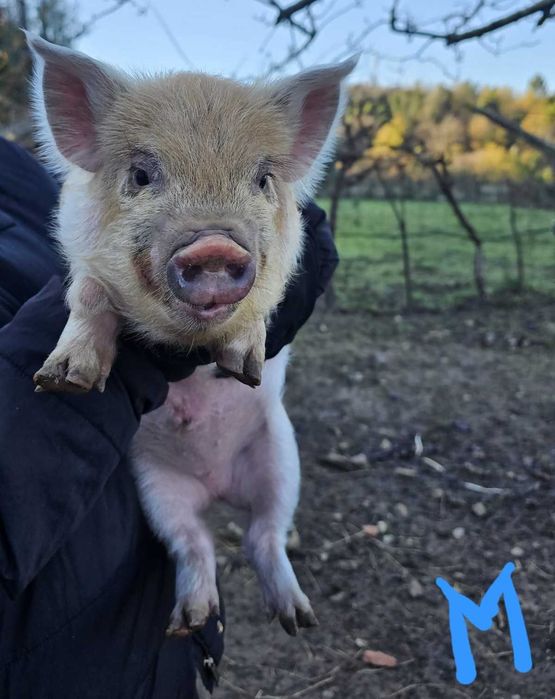 Porcos kunekune Fêmeas e Machos