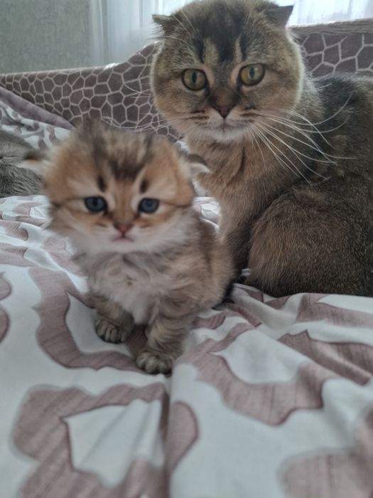 Кошеня золота шиншилла Бронювання
