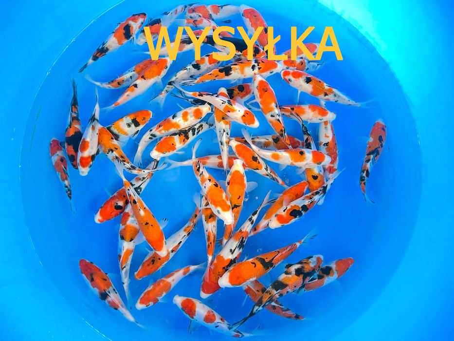Japońskie karpie koi - WYSYŁKA - import 2026 Ostrołęka