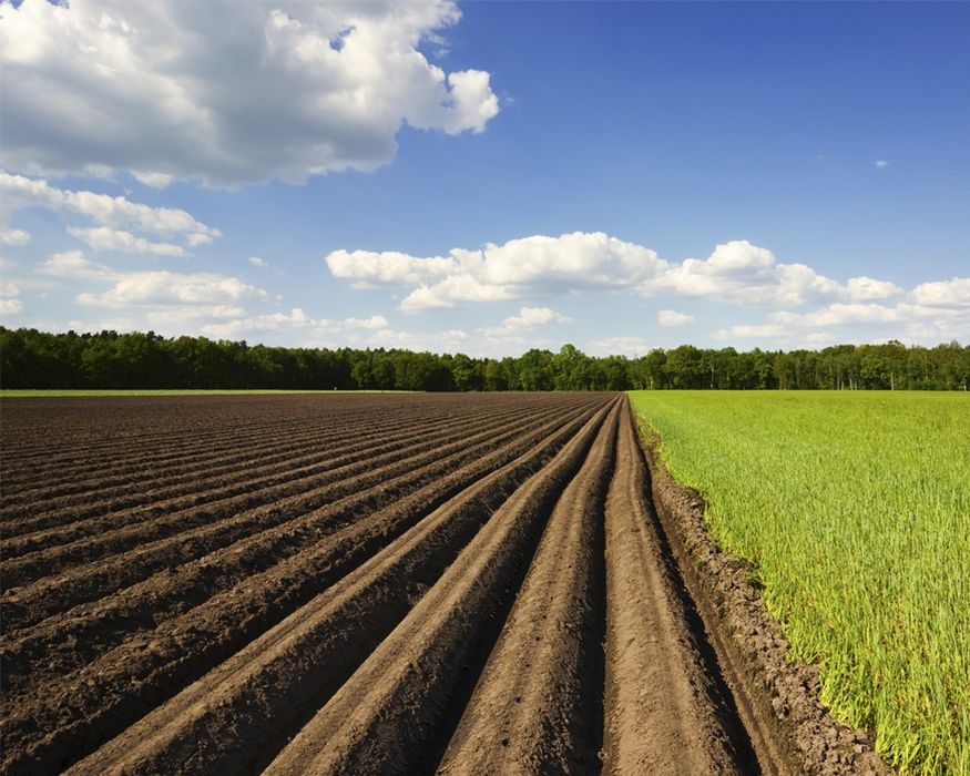 Земельна ділянка 2,79 га біля Полтави Гожули вздовж дороги с.г. земля