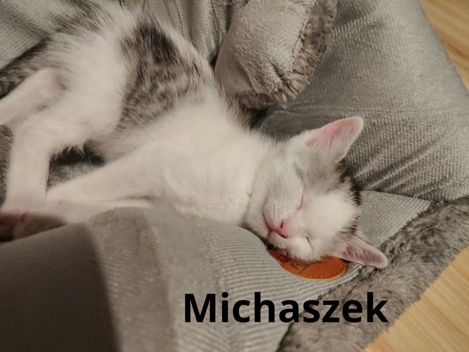 Przygarnij jednego lub dwa! Kocięta i młoda mama do adopcji