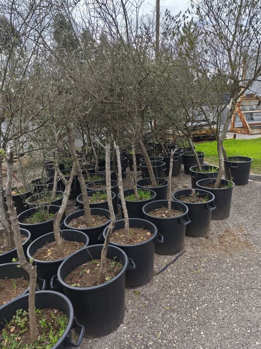 Oliveiras Adultas replantadas em vaso