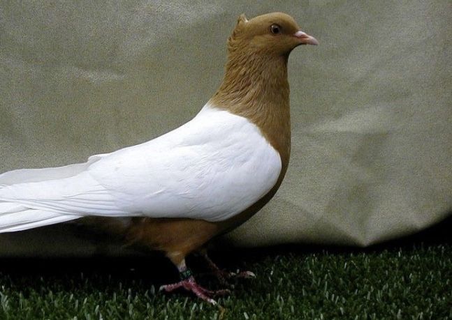 Pombos arcanjos de varias cores