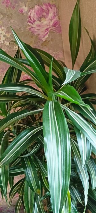 Продам кімнатну квітку драцену 175 см висотою