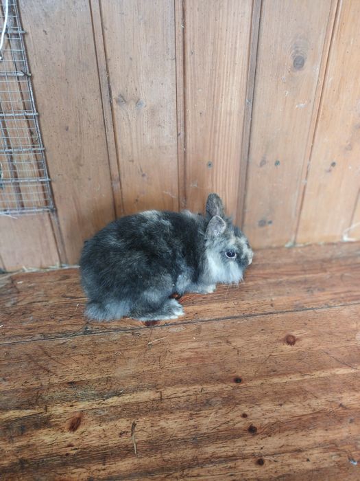 Sprzedam króliki miniaturka reksy zajęczaki rexy