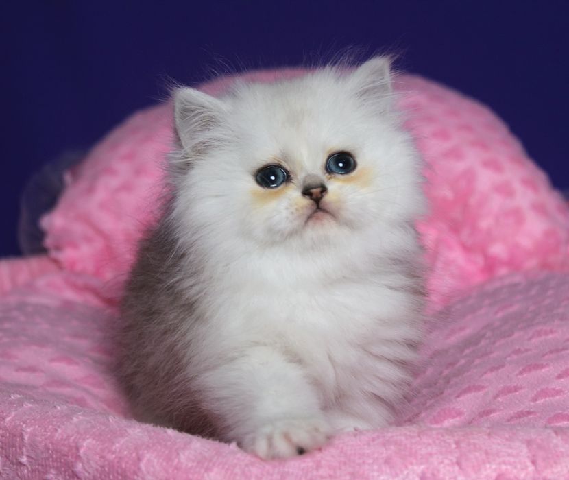Персидский мальчик