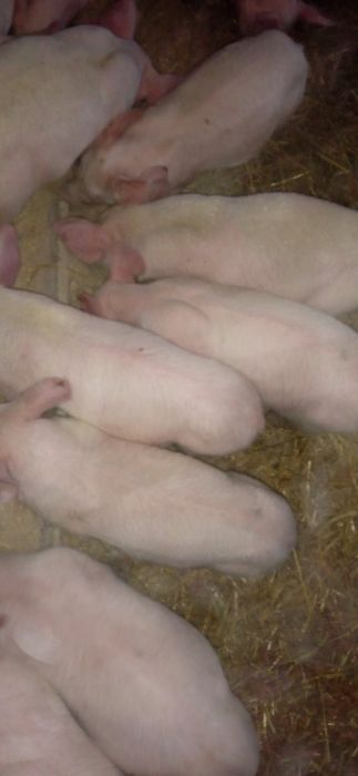 Продам маленьких поросят