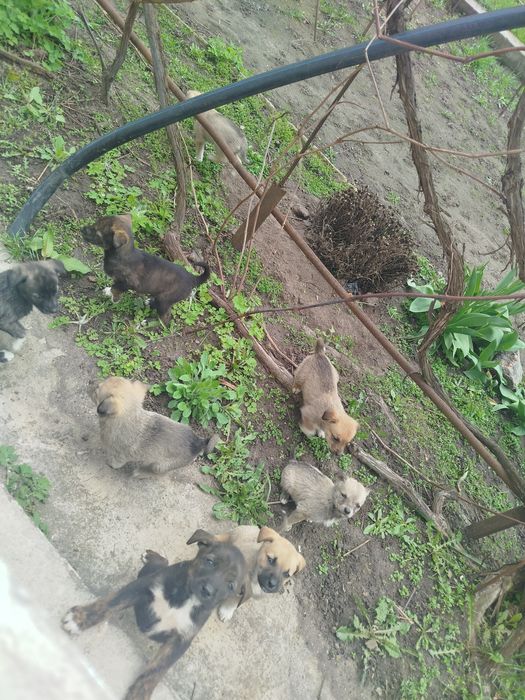 Цуценята 1.5 місячні