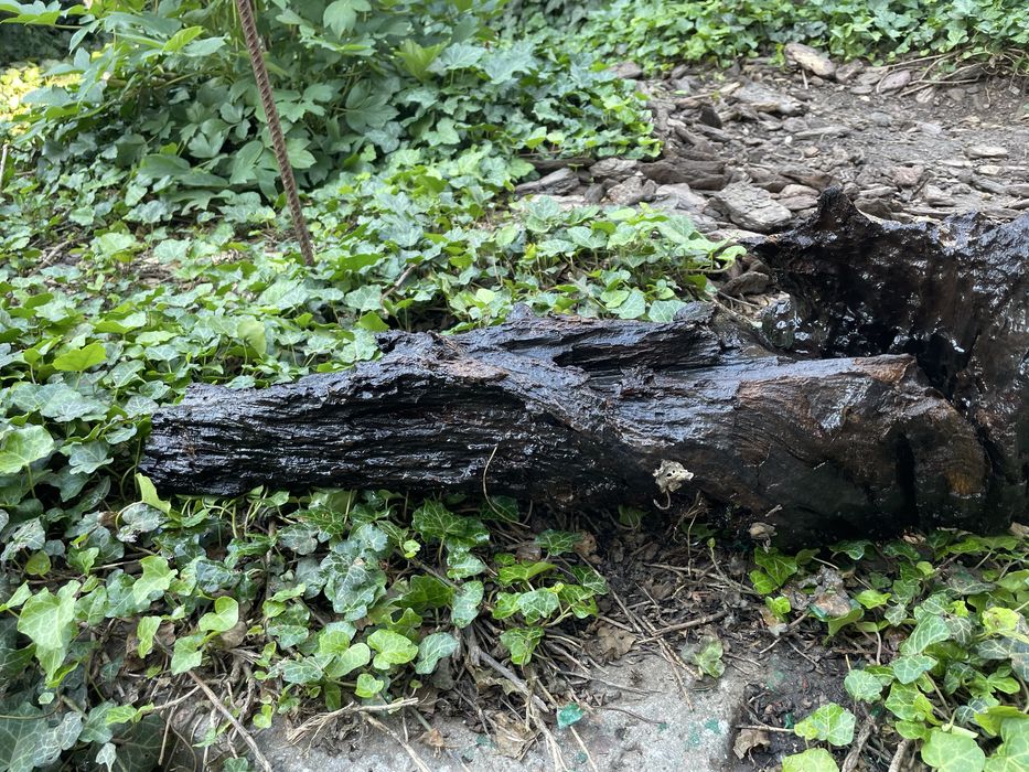Коряги в акваріум