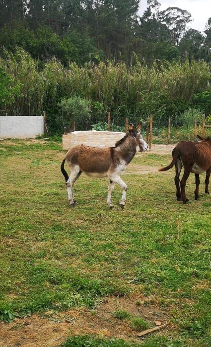 Burro raça Cruz Cristo