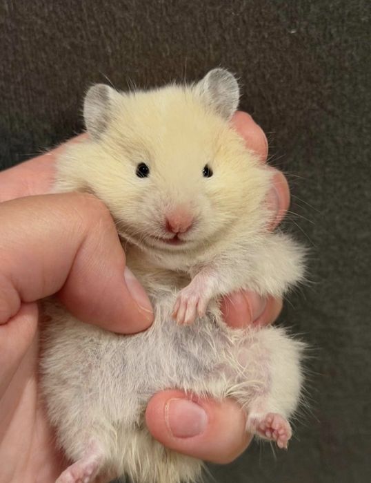 Chomik Syryjski Długowłosy Teddy