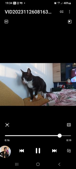 Zaginął kotek Teodor.