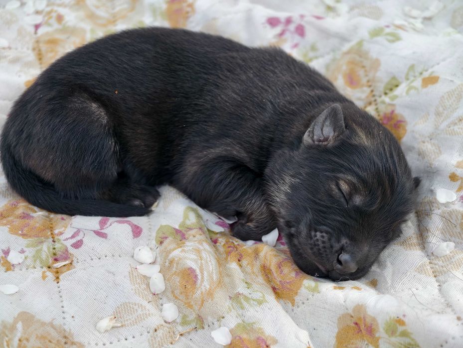 OWCZAREK STARONIEMIECKI Piękny wilczasty piesek po świetnych rodzicach