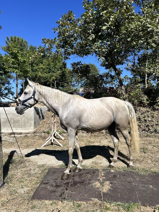 Puro Sangue Lusitano Livro Azul