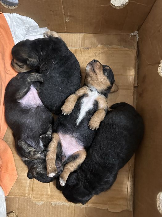 Цуценята в добрі руки