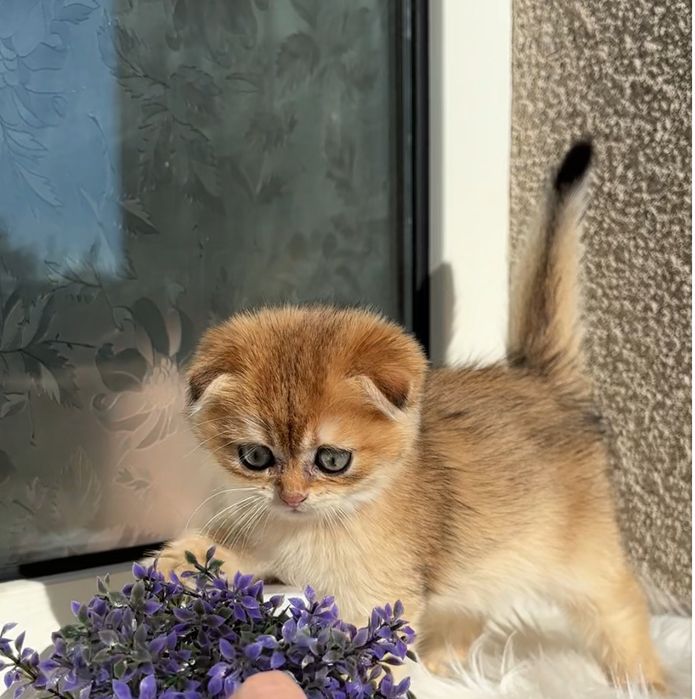 Дуже красивий малюк