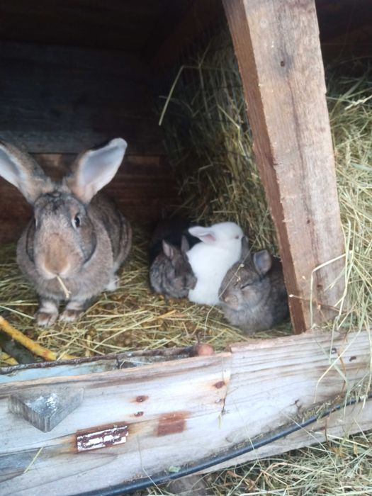 Домашні кролі на продажу