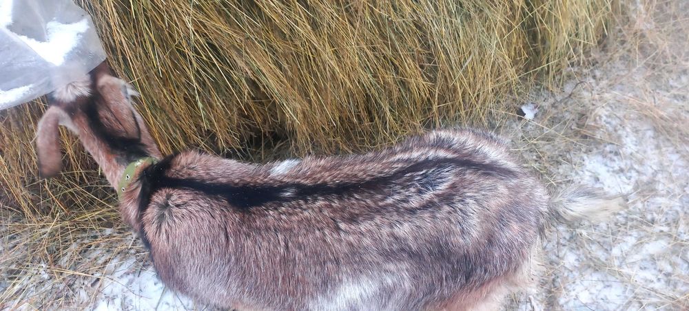 Продам козу папа нубієць мама звичайна біла