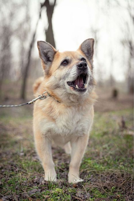 Seniorka Faustyna szuka domu!
