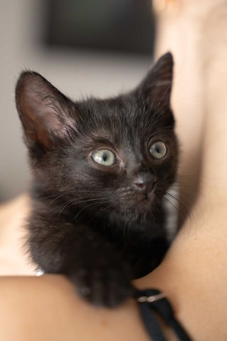 Kokosik i Śliweczka do adopcji