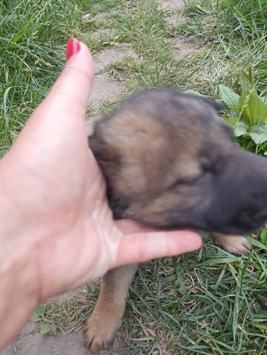 Дівчинка в добрі руки
