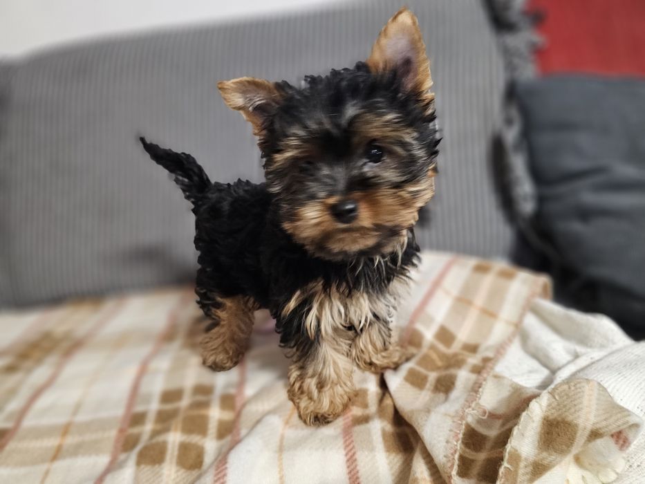 Yorkshire terrier