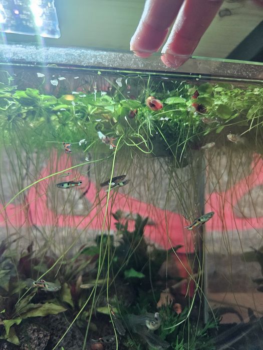 Guppy endler macho green neon