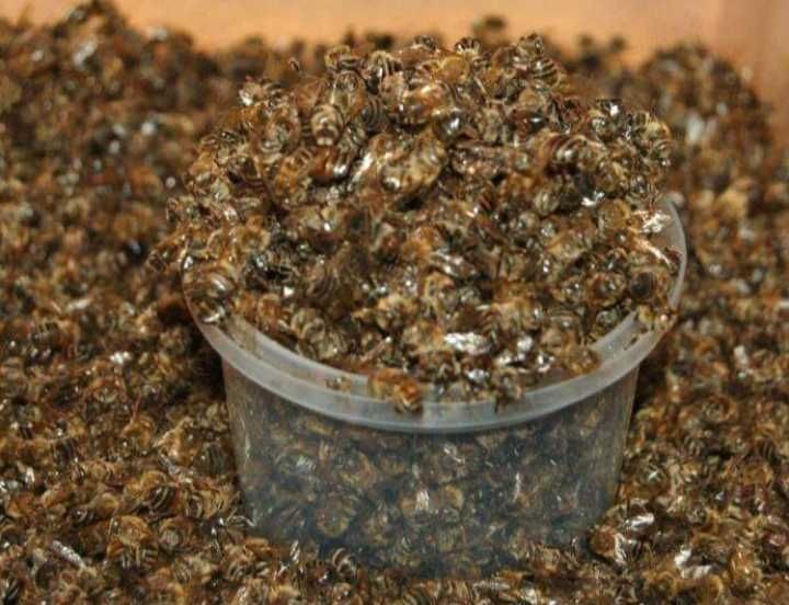 Бджолиний підмор, Продукти життєдіяльності воскової молі (огнєвка)