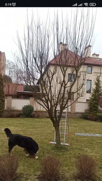 Обрізка плодових Львів/Догляд за садом/Формування плодови