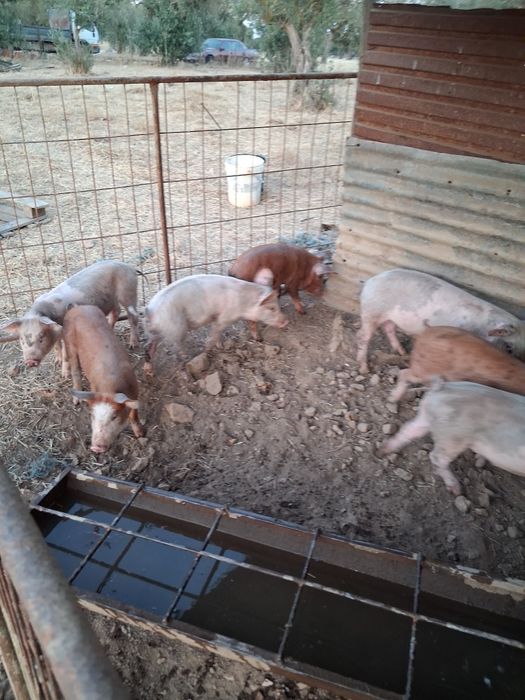 Vendo leitões cruzados