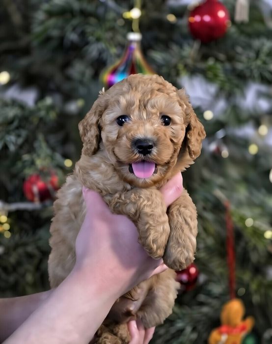 Pudel toy miniatura piesek morelowy