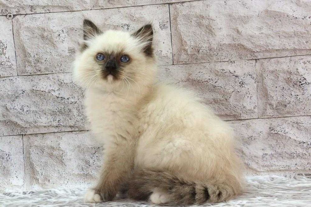 Красивий та ласкавий котик- РЕГДОЛЛ//Ragdoll