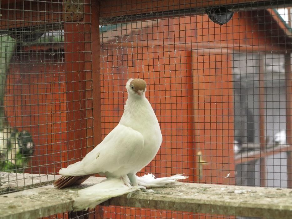 Krymka Białostocka od Mistrza Polski OKAZJA