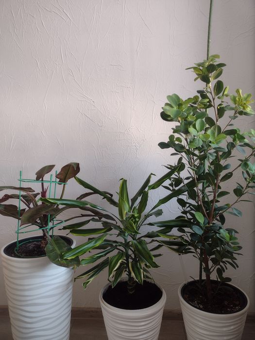 Kwiat, kwiatek doniczkowy,  philodendron , dracena ,"drzewko".