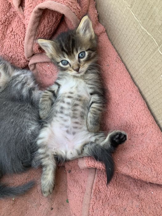 Віддам кошенят безкоштовно
