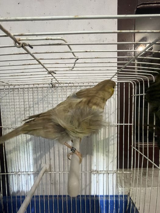 Canarios frisado do norte e Lizard