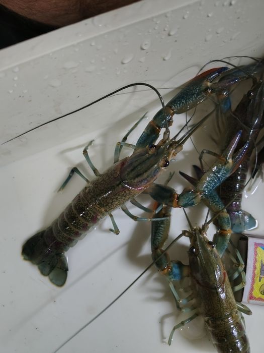 Продам австралійського червоноклешневого рака АККР