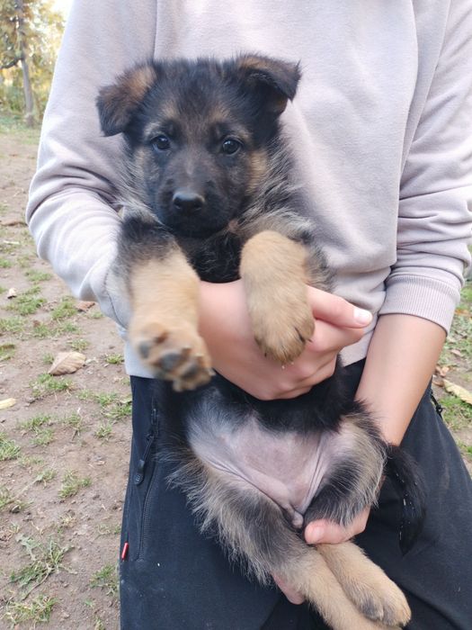 Цуценята німецької вівчарки