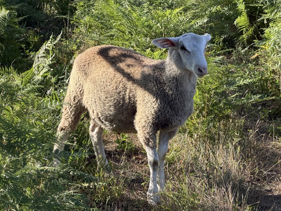 2 borregos de raça inra/romane