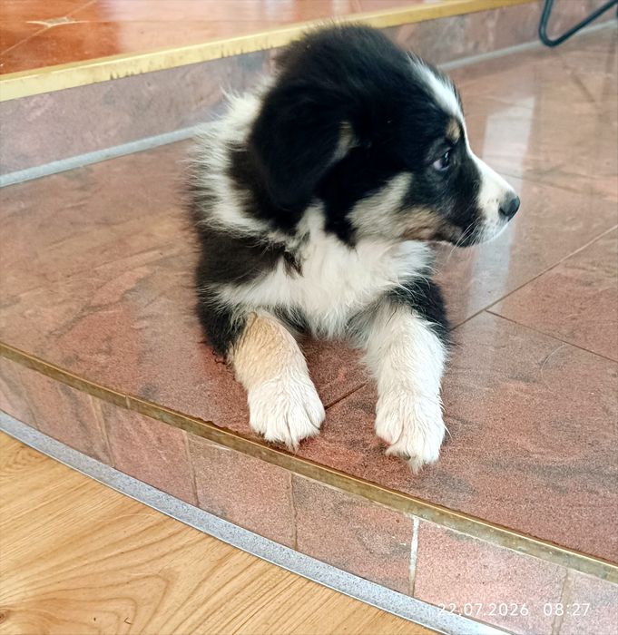 EMI Szczeniak Border collie