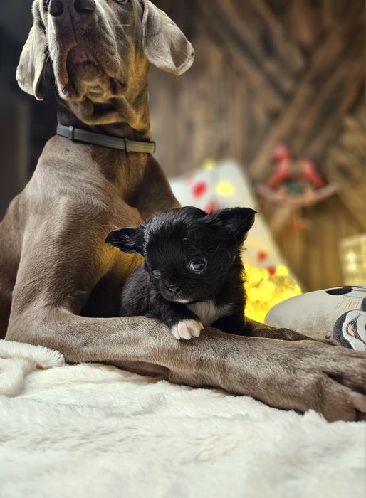 Chihuahua zarezerwowana